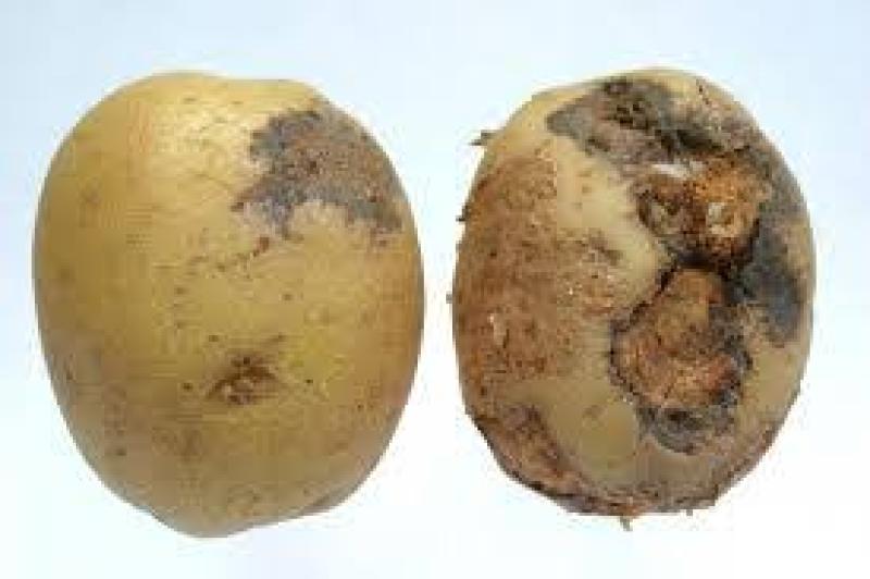 العفن البني في البطاطس 