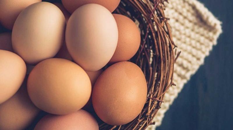 سعر طبق البيض في البورصة والمزارع اليوم الخميس 25 - 1 - 2024