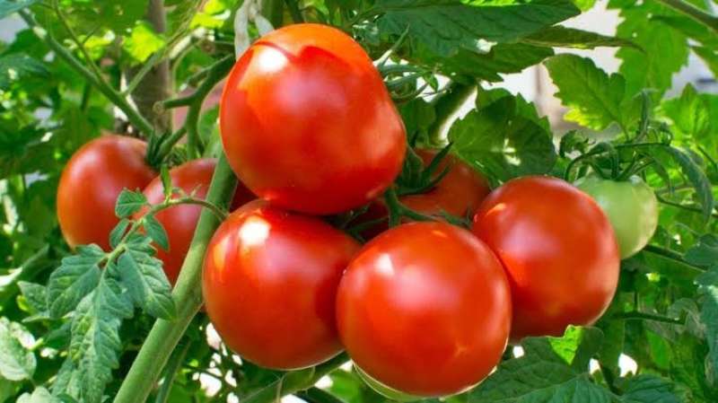 أسعار الطماطم ترتفع بشكل جنوني في بريطانيا.. 3.26 جنيهات للكيلو