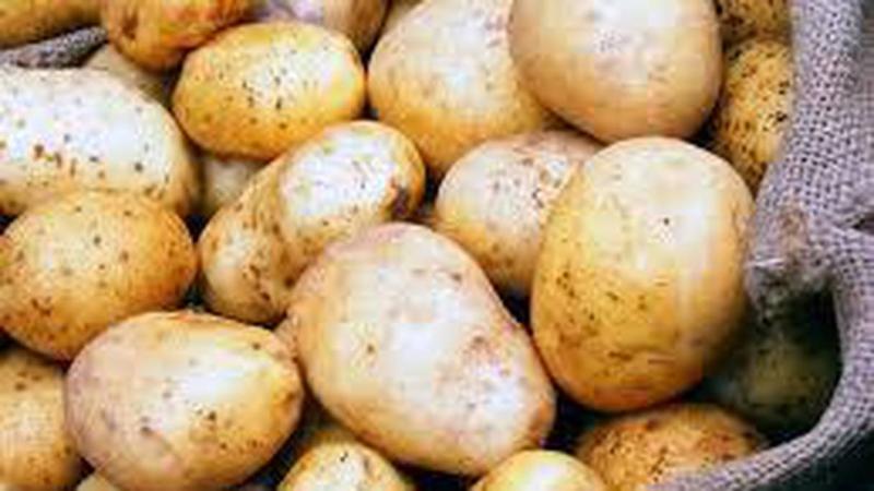 البطاطس والفاصوليا يتصدران قائمة التصدير بإجمالي ٣١ الف طن