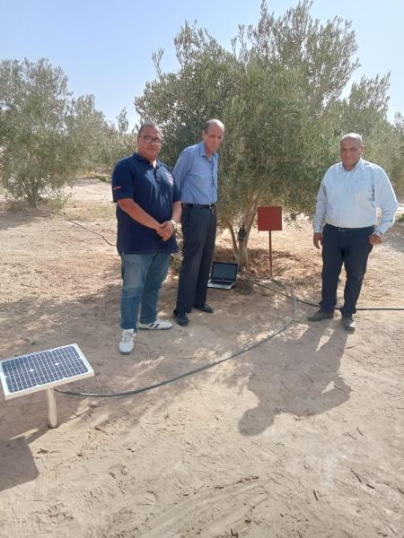 تعاون بين بحوث الصحراء وجامعة سلمان لحساب استهلاك أشجار الزيتون للمياه بجنوب سيناء