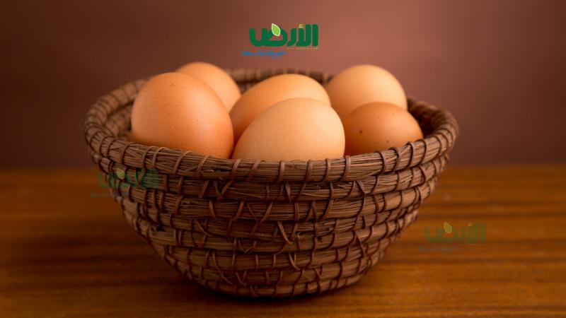 صعود سعر طبق البيض فى المزارع والمحلات اليوم الإثنين 29 - 1 - 2024
