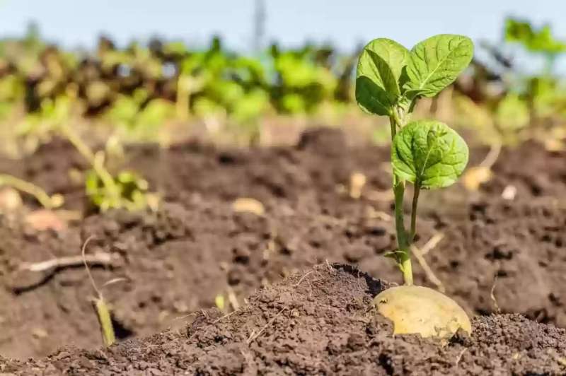 طريقة زراعة البطاطس بداية من تجهيز التربة وحتى الحصاد
