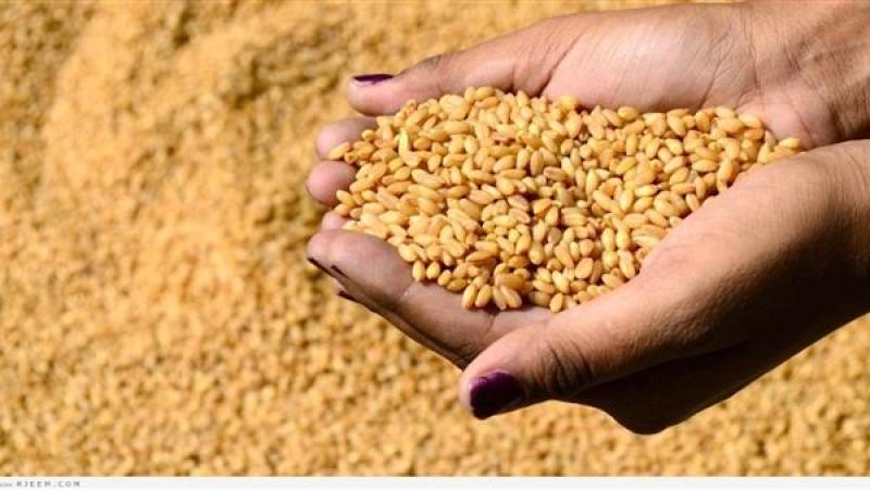خبير اقتصاد زراعي يكشف مؤشرات القمح بعد وقف طرحه فى البورصة