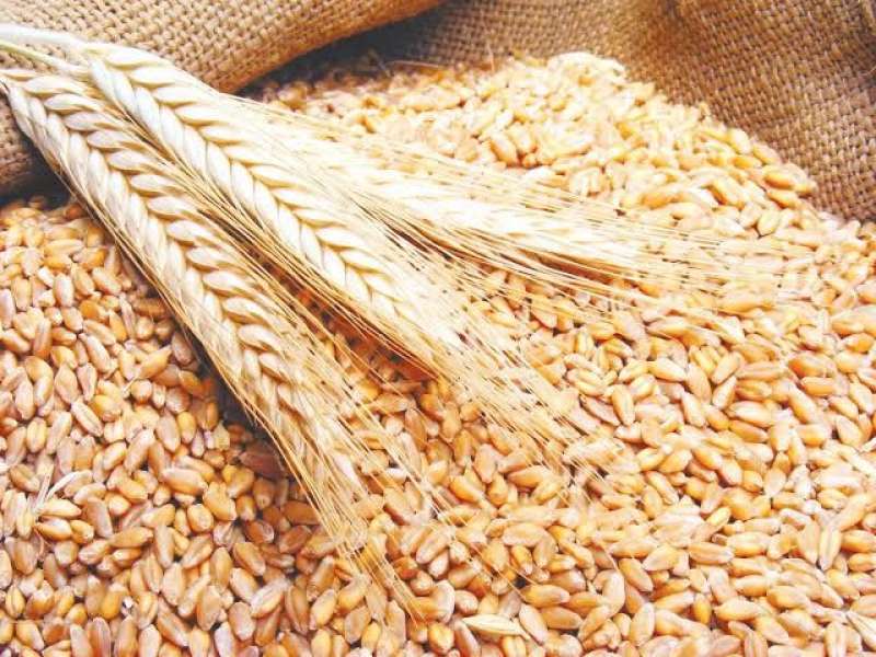 الحكومة تدرس سوق القمح العالمي لتعديل سعر استلامه من المزارعين