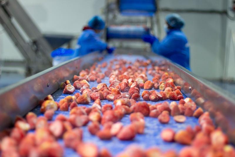 الزراعة: مصر الأولى عالمياً في تصدير الفراولة المجمدة