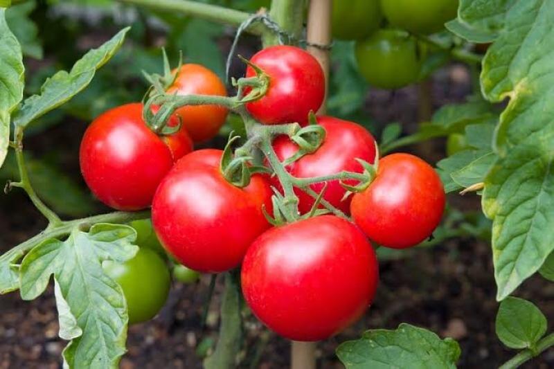 محصول الطماطم 