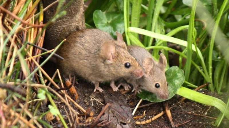 خطوات صناعة الطعم السام لمكافحة الفئران في الأراضي الزراعية