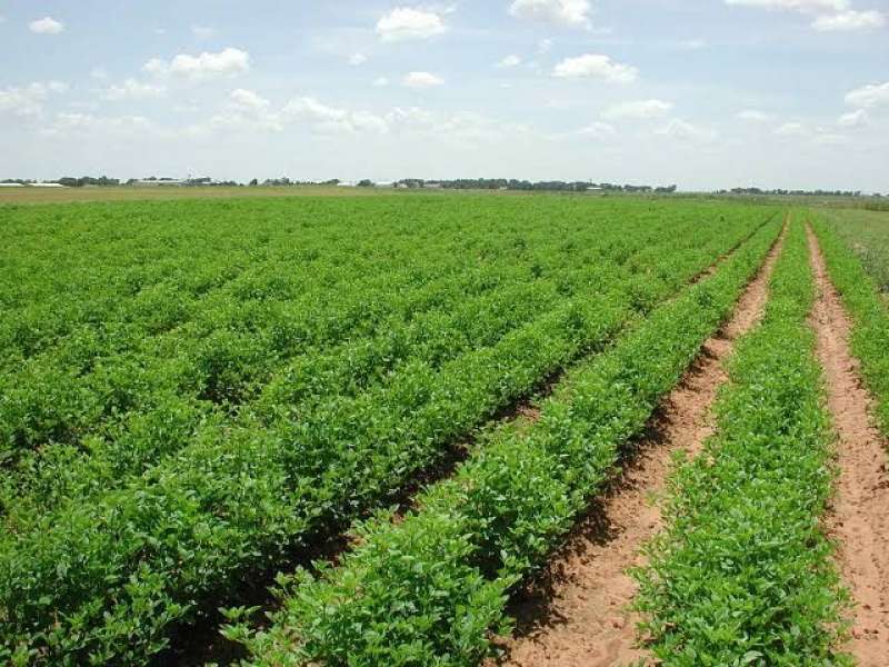 وزير الزراعة: 30 مليون طن زيادة في المحاصيل بعد زيادة الرقعة الزراعية