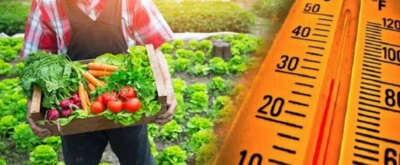 توصيات لتقليل تأثير إنخفاض الحرارة على محاصيل الخضر ذاتيه التلقيح