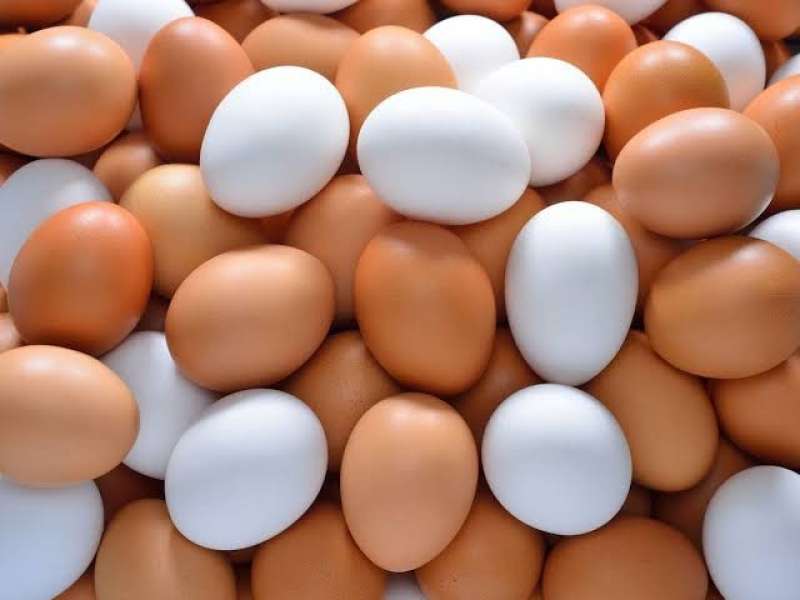 هدوء بسعر طبق البيض فى المزارع والمحلات اليوم الإثنين 5 - 2 - 2024