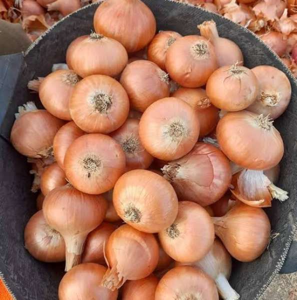 «مواطنون ضد الغلاء» تطالب الحكومة بفتح تصدير البصل الأبيض الوارد من الصعيد