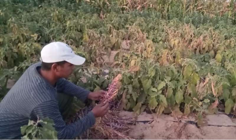 مهندس زراعي يفحص سلالة حشيشة الهالوك في حقل باذنجان في منطقة بني سلامة ـ وادي النطرون