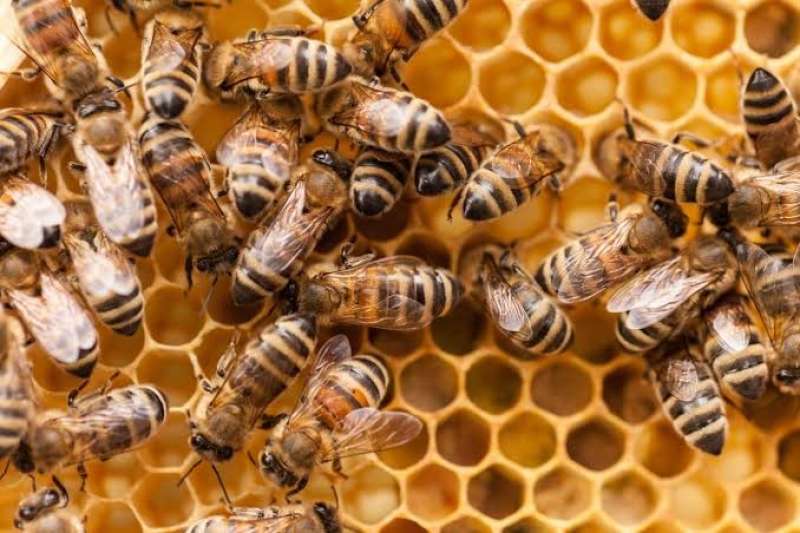 تأثير نحل العسل على الوفرة العددية للإنفرادى.. دراسة علمية توضح
