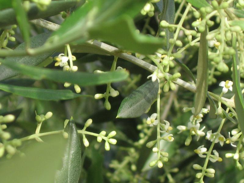 فوائد رش مركب البوتاسيوم فوسفات PK مع البورون والملوبيدنيوم للنباتات قبل التزهير