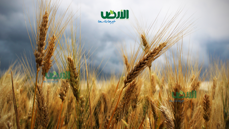 بيان هام وعاجل من «الري» بشأن محصول القمح