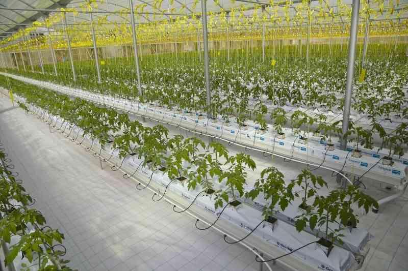 «المركزي للمناخ» يكشف مكاسب ومعوقات نظامى الزراعة «الذكية والمائية»