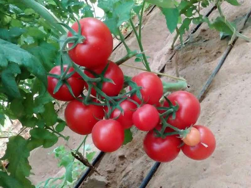 أستاذ وقاية النبات يكشف طرق الوقاية من الندوة المبكرة للطماطم