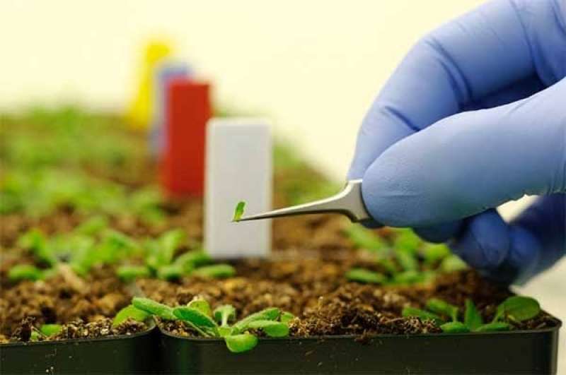 حقيقة نجاح النانو تكنولوجي في مكافحة الآفات الزراعية
