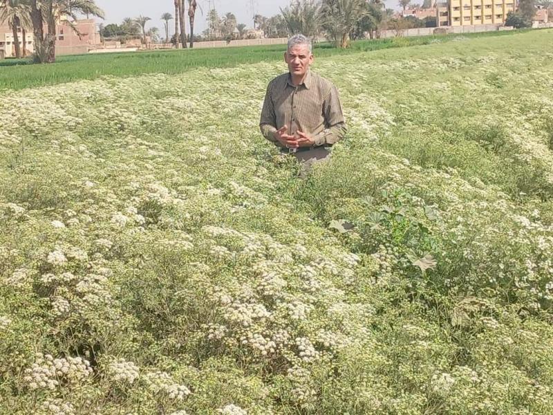زراعة أسيوط تتابع محاصيل النباتات الطبية والعطرية
