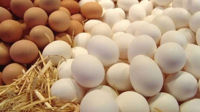 ثبات سعر كرتونة البيض فى المزارع والمحلات اليوم الأحد 18 - 2 - 2024