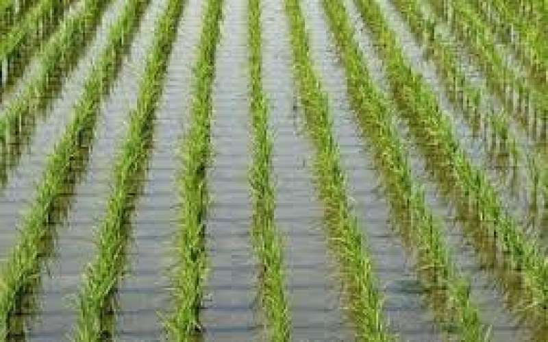 الري لمزارعي الأرز.. لن يتم التهاون مع مخالفات الأرز هذا العام