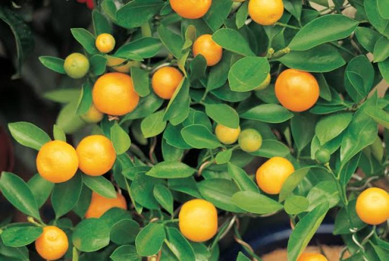 استشاري موالح يكشف معدل انخفاض الكالسيوم على البرتقال.. وطرق الاستفادة من إضافته