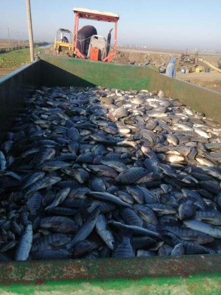 للمرة الثانية.. استكمال عمليات الحصاد السمكي بمزرعة المنزلة لعام ٢٠٢٤ ”