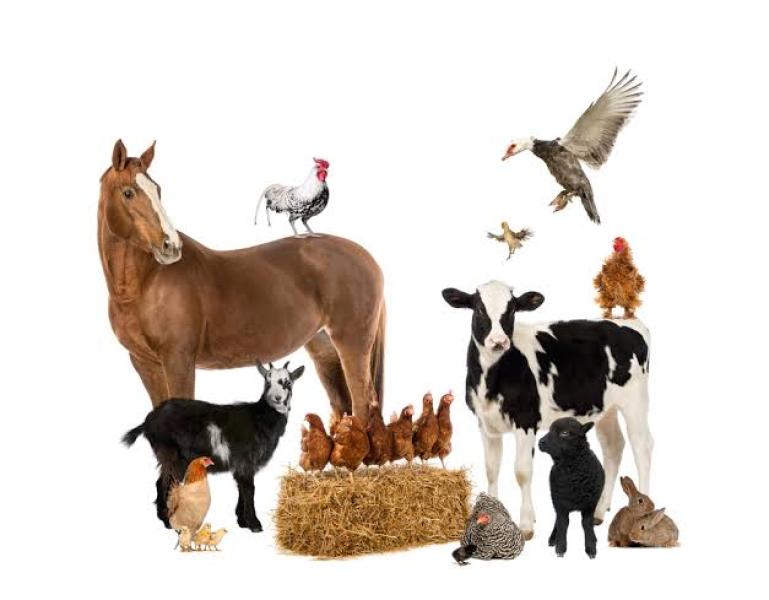 تعرف على أعراض نقص الفيتامينات لتغذية الماشية والحيوان ومخاطر تجاوز نسبتها