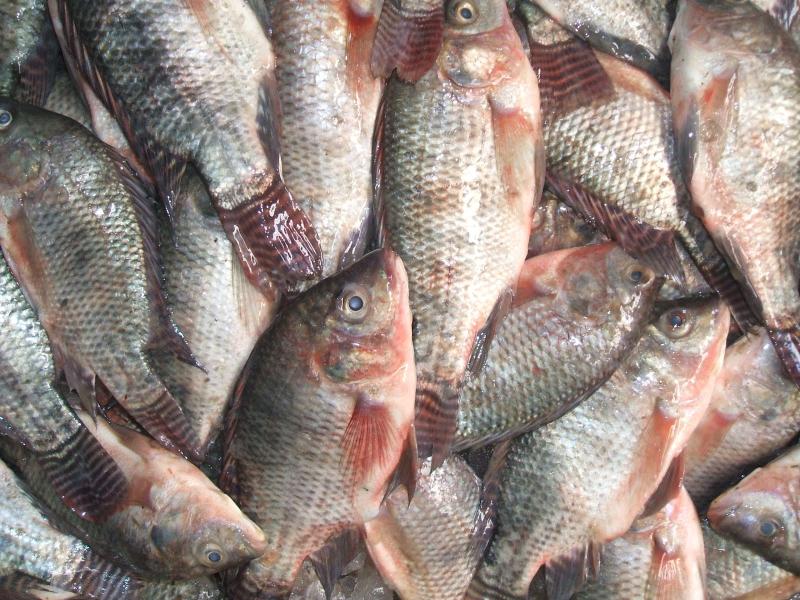 حماية وتنمية البحيرات والثروة السمكية يستعد لإستيفاء شروط ومعايير الإتحاد الأوروبي لتصدير الأسماك المصرية