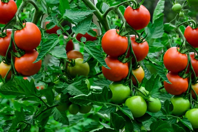 خطوات يجب إتباعها في زراعة الطماطم أبرزها التخطيط والمسافات.. تفاصيل