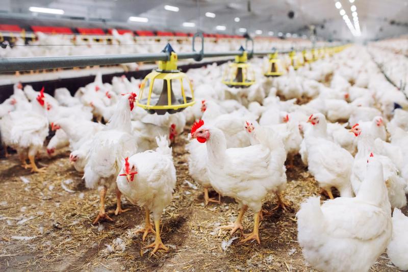 «الزراعة»: نتابع برنامج المنشأت الخالية من انفلونزا الطيور لدعم صناعة الدواجن