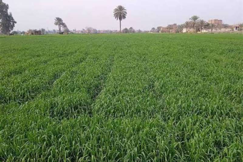 مناخ الزراعة ينشر النشرة الأسبوعية لمزارعي القمح