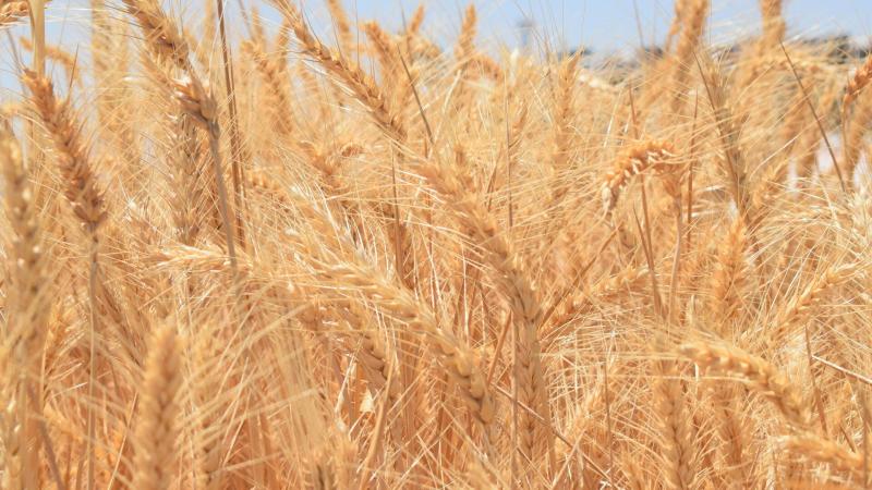 الزراعة تعلن مواعيد ري القمح منعا لرقاده