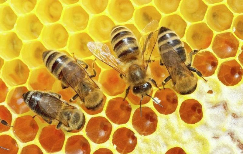 الزراعة: نتخذ صناعة نحل العسل مخطط إستراتيجي