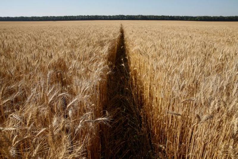تراجع مساحات الذرة والقمح بأوكرانيا.. تعرف على السبب