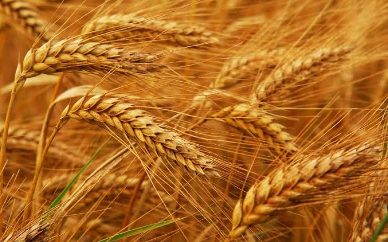 تعرف على أهمية التسميد البوتاسي على محصول القمح