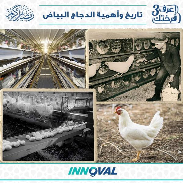 «اينوفال» تكشف بداية انتاج البيض وتطوره من زمن المصريين القدماء حتى اليوم