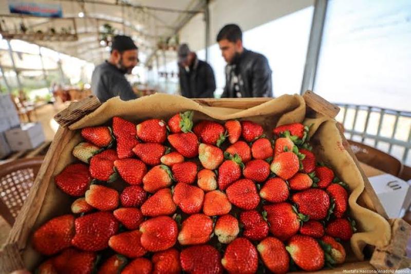 الفراولة فى أسواق غزة