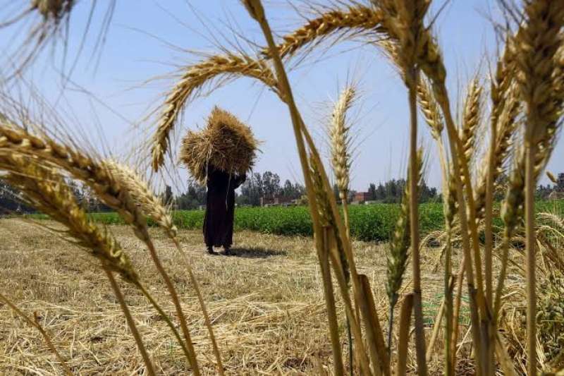 الزراعة تُحذر من ظاهرة تتسبب في خسارة 25% من إنتاج القمح