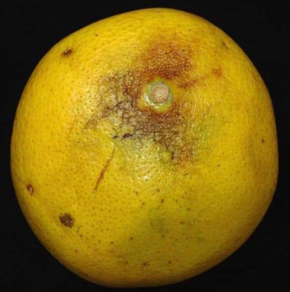 أسباب تحلل القشرة حول العنق في البرتقال
