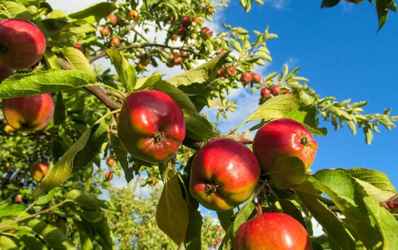 خبير يوضح توصيات ري أشجار التفاح اثناء التزهير