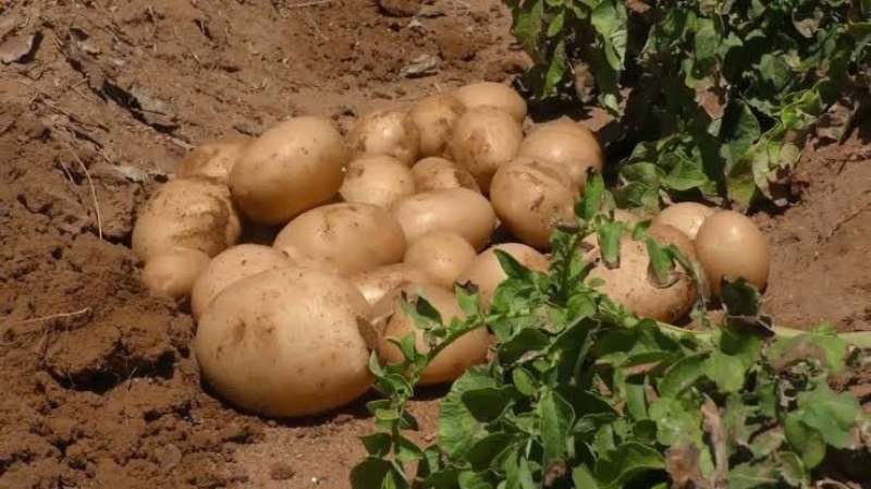البطاطس تتربع على عرش الصادرات المصرية للدول العربية