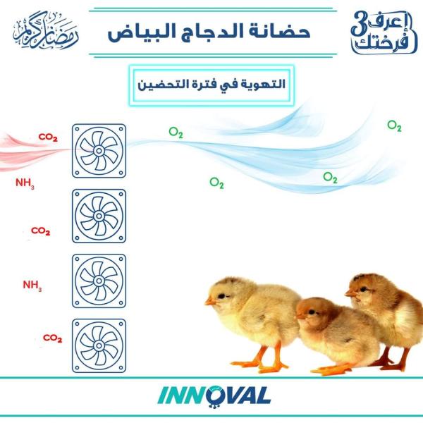 «اينوفال» توضح أساسيات تحضين الدجاج البياض والتهوية