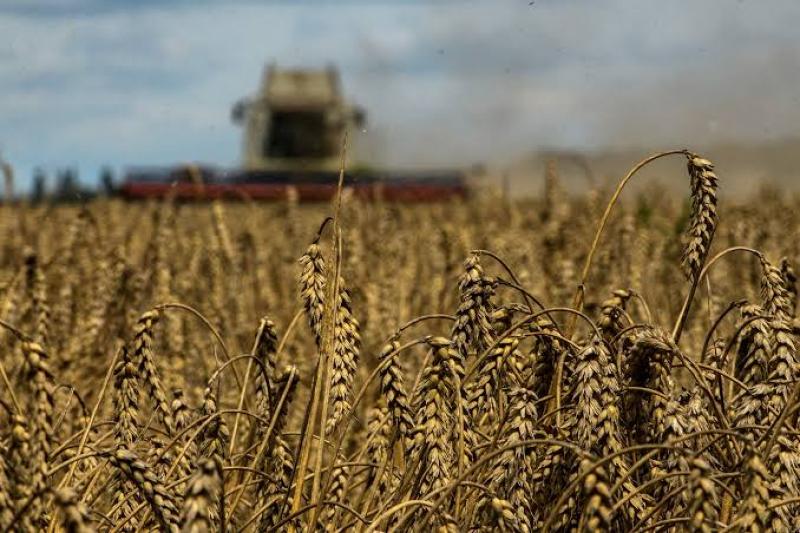 المحاصيل الشتوية في أوكرانيا 