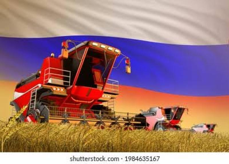 زيادة التراجع بأسعار القمح الروسي