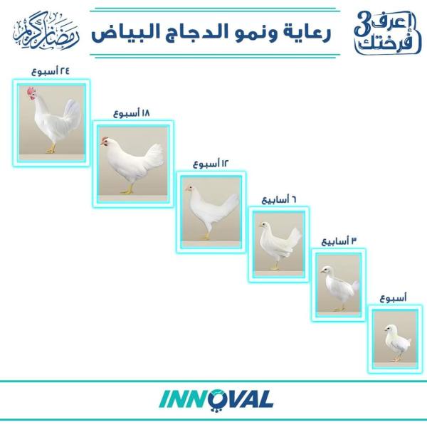 «اينوفال» توضح أهم إجراءات الرعاية خلال فترة نمو الدجاج البياض
