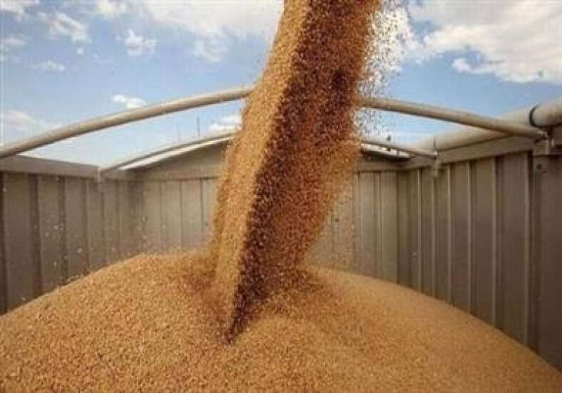 بدءا من منتصف إبريل .. التموين تعلن نظام وأسعار تداول القمح لموسم 2024