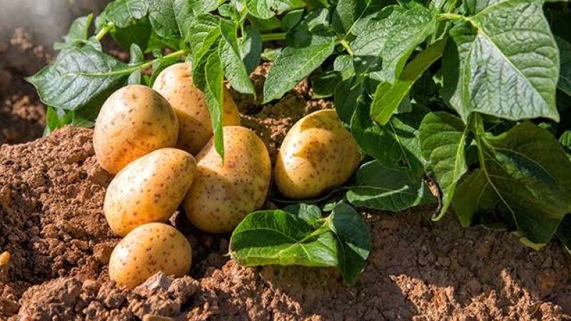 نصائح ذهبية لمزارعي البطاطس لزيادة حجم الثمار