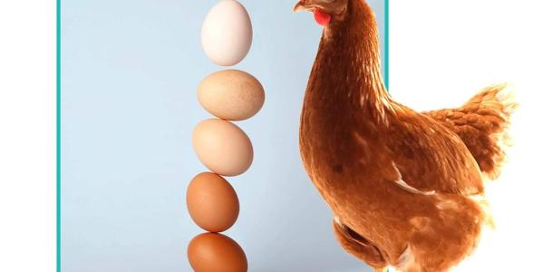«اينوفال» تكشف محاذير تأخير جمع البيض خلال فترة الإنتاج